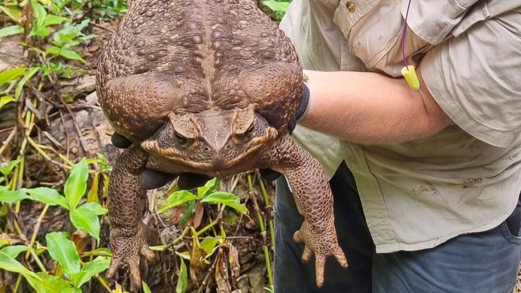 Meet 'Toadzilla': Monster 2.7kg Cane Toad Found in Australia Shatters Records